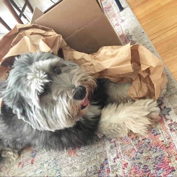 Meet your Posher, Lilia - Picture 2 of 2